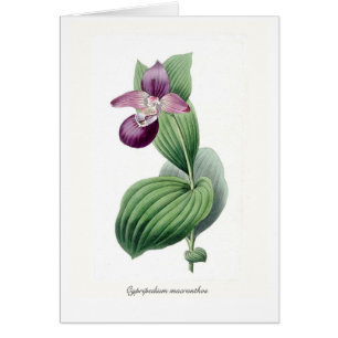 Macranthos de Cypripedium