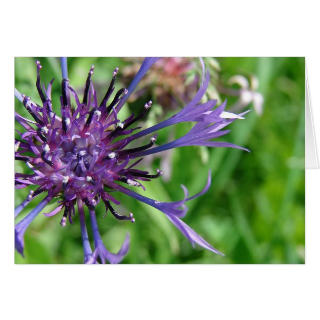 Macro à fleurs violettes (Devant horizontal)