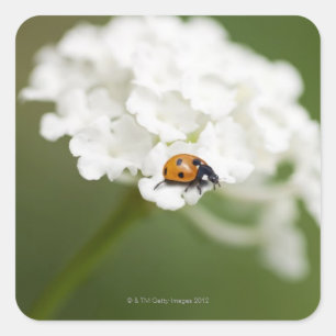 Macro-afbeelding van een Ladybird op een wilde blo Vierkante Sticker