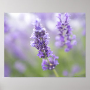 Macro-afbeelding van lavenderbloemen met zeer poster