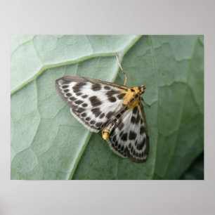 Macro-afdruk voor Small Magpie Moth Poster