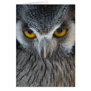 Macro Black en White Owl