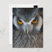 Macro Black en White Owl Briefkaart (Voorkant / Achterkant)