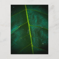 Macro Close-Up van groen blad met helder geel