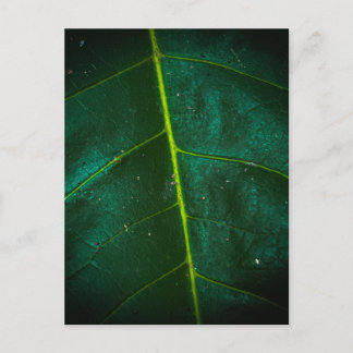 Macro Close-Up van groen blad met helder geel Briefkaart