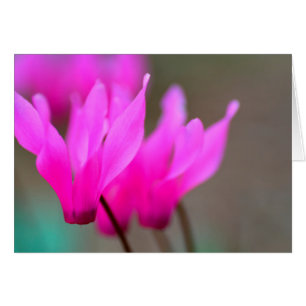 Macro Cyclamen sauvage