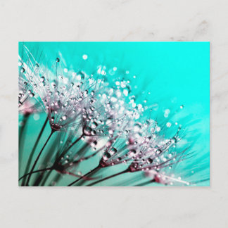 Macro Dandelion Seeds Water druppelt foto Briefkaart