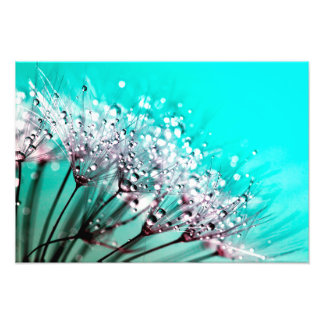Macro Dandelion Semences d'eau gouttes photo