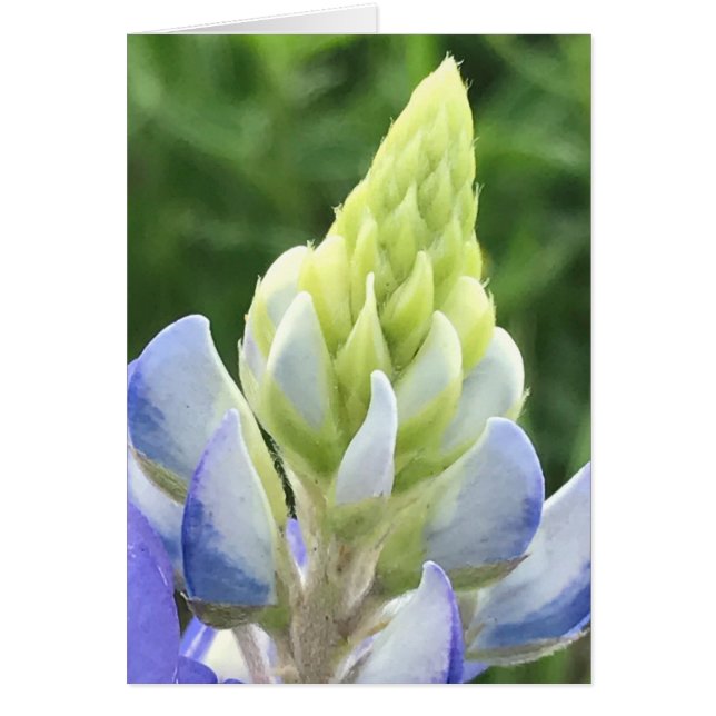 Macro de bluebonnet (Devant)