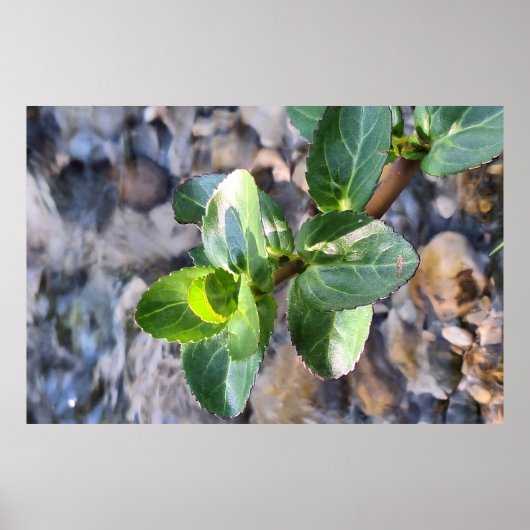 Macro des feuilles vertes – Impression de photogra (Devant)