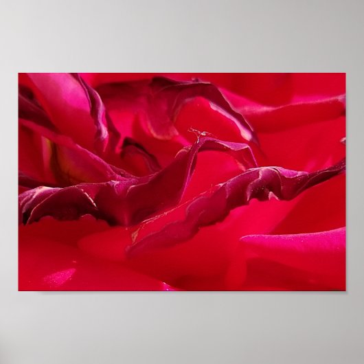 Macro Dying Red Rose Poster (Voorkant)