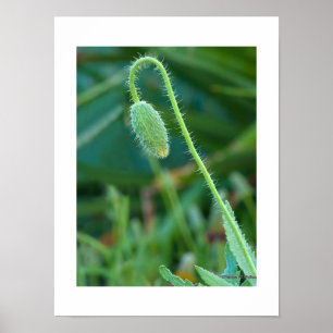 Macro foto van een stekelige groene klaproosknop i poster