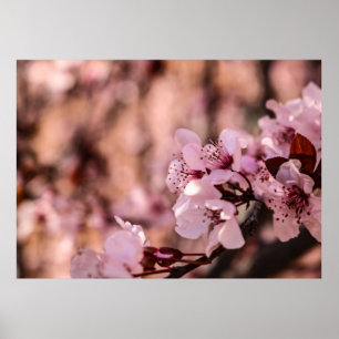 MACRO FOTOGRAFIE VAN BLOOMVATTINGBLOKKERRY BLOSSOM POSTER
