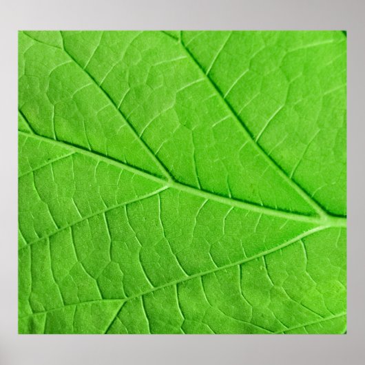 Macro Green Leaf: Ecologie Plant Poster (Voorkant)