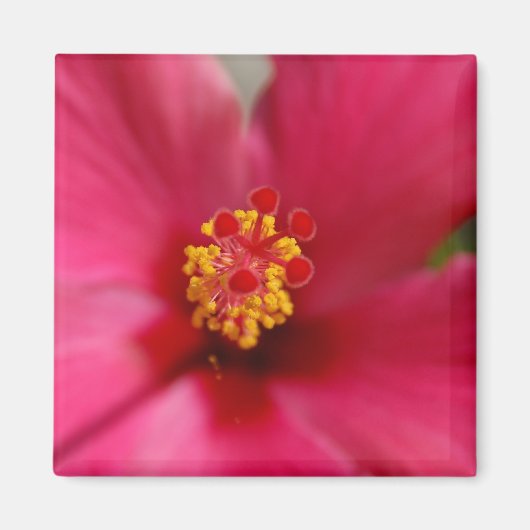 Macro Hibiscus Magnet (Devant)
