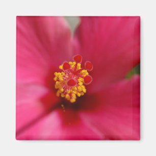 Macro Hibiscus Magnet Magneet