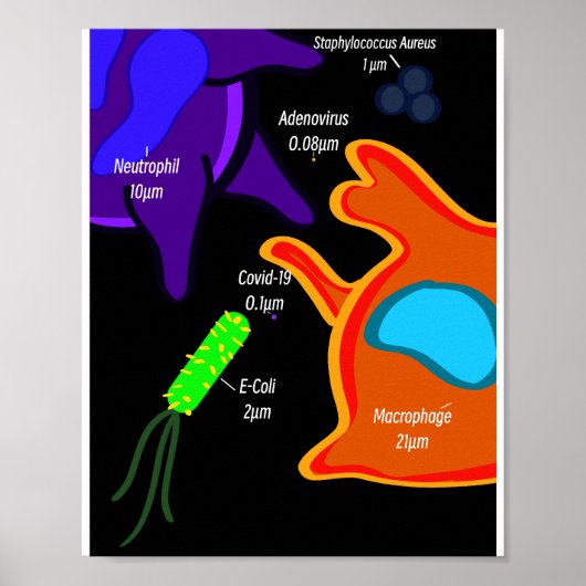 Macro Microbiologie Poster (Voorkant)