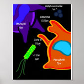 Macro Microbiology Poster (Voorkant)