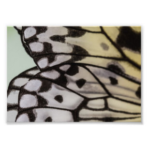 Macro Nymph Butterfly Wing Foto Afdruk