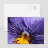 Macro: paarse en gele paniek briefkaart (Voorkant / Achterkant)