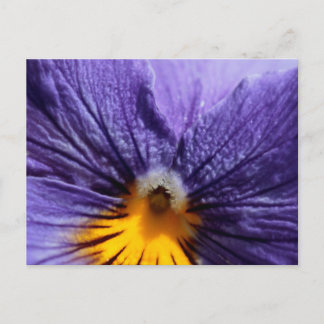 Macro: paarse en gele paniek briefkaart