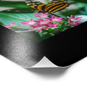 Macro papillons - élargissement de la photo (Coin)