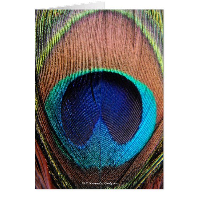 Macro Peacock Feather Rich Blugraphic (Voorkant)