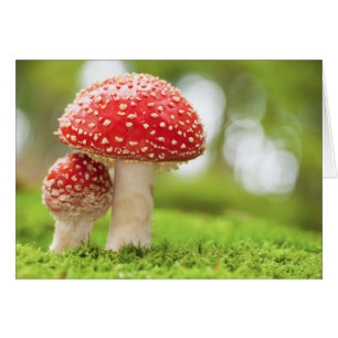 Macro Photo De Amanita Muscaria En Forêt