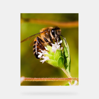 Macro photo d'une abeille