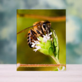 Macro photo d'une abeille (Neutre)