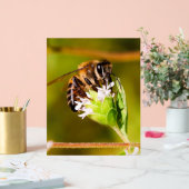 Macro photo d'une abeille (Mariage)