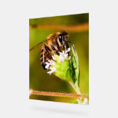 Macro photo d'une abeille (Angle)