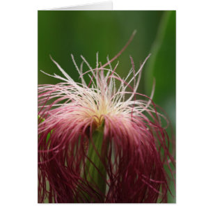 Macro photo d'une fleur de maïs.