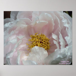 Macro Pink Peony Flower Center Poster