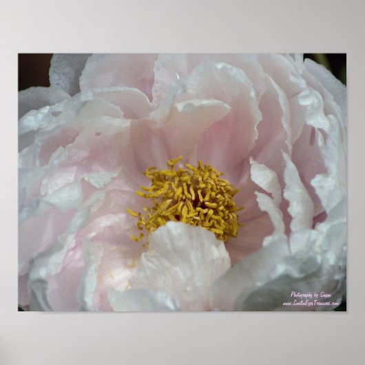 Macro Pink Peony Flower Center Poster (Voorkant)