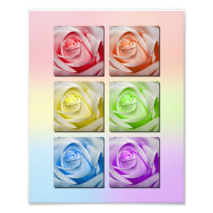 Macro Rainbow-Rozen portret Foto Afdruk