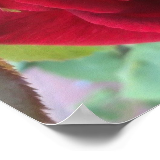 Macro Red Rose Poster (Hoek)