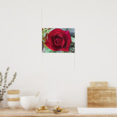 Macro Rode Roos Poster (Keuken)