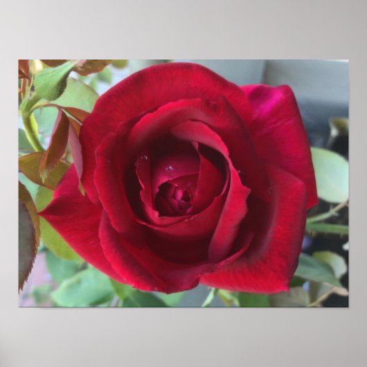 Macro Rode Roos Poster (Voorkant)