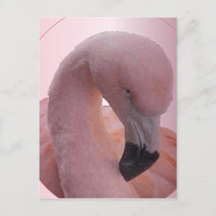 Macro Shot, pluizig zacht roze flamingo Briefkaart