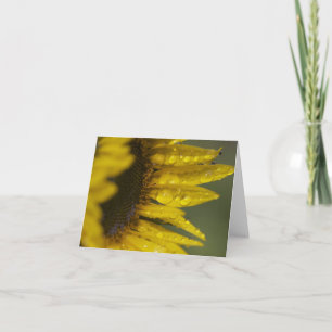 Macro Sunflower Kaart