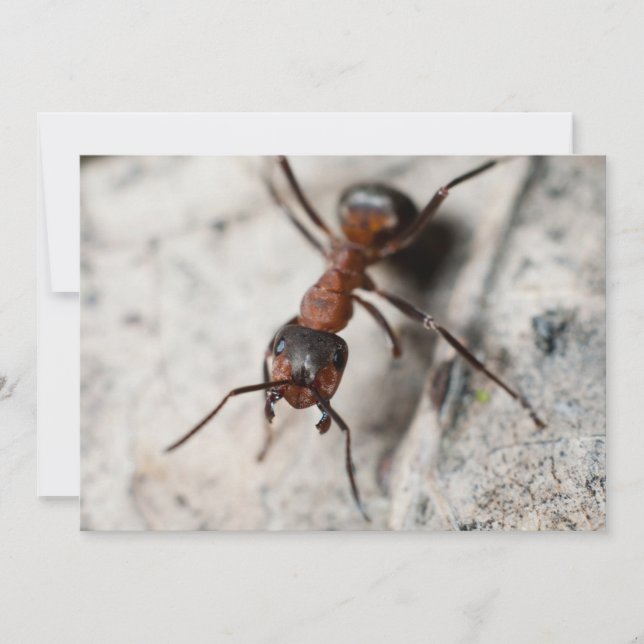 Macro van de rode mier (Voorkant)