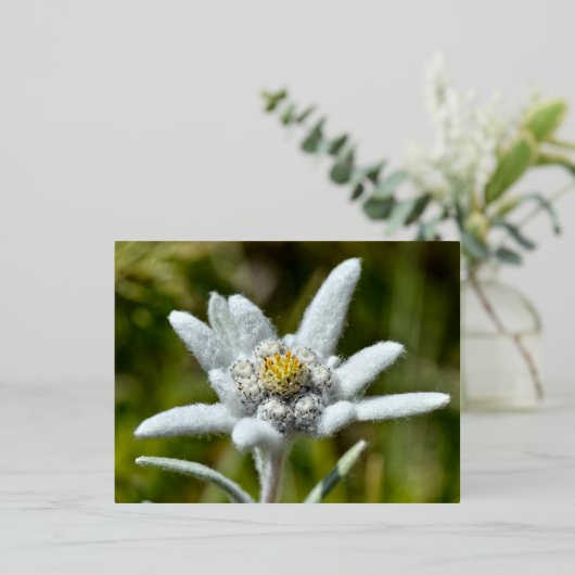 Macro van edelweiss bloem folie feestdagen briefkaart (Staand Voorkant)