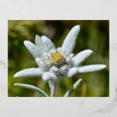 Macro van edelweiss bloem folie feestdagen briefkaart (Voorkant)