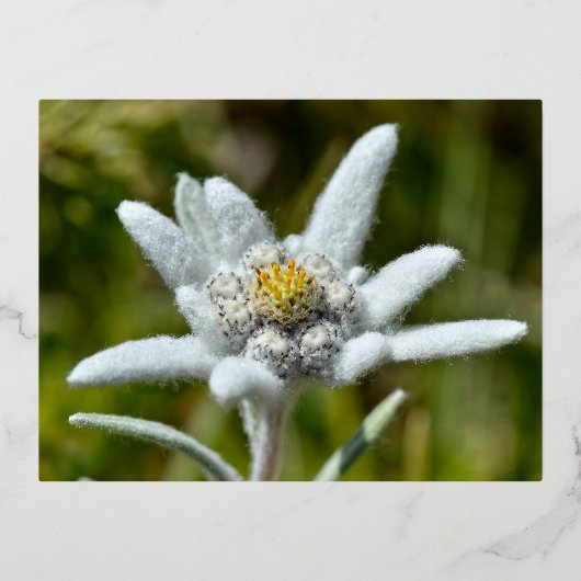 Macro van edelweiss bloem folie feestdagen briefkaart (Voorkant)