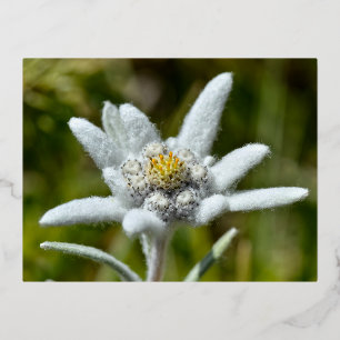 Macro van edelweiss flower folie feestdagen briefkaart