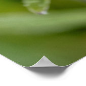 Macro van edelweiss flower poster (Hoek)