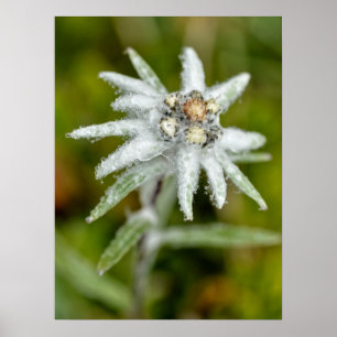 Macro van edelweiss flower poster
