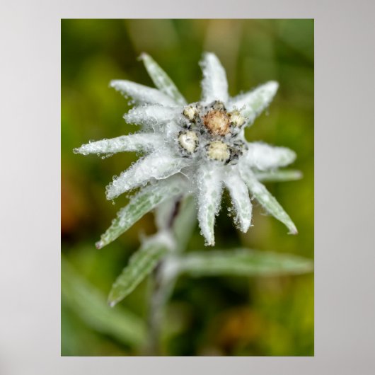 Macro van edelweiss flower poster (Voorkant)