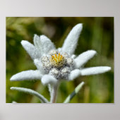 Macro van edelweiss folie bloem poster (Voorkant)